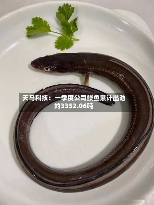 天马科技：一季度公司鳗鱼累计出池约3352.06吨